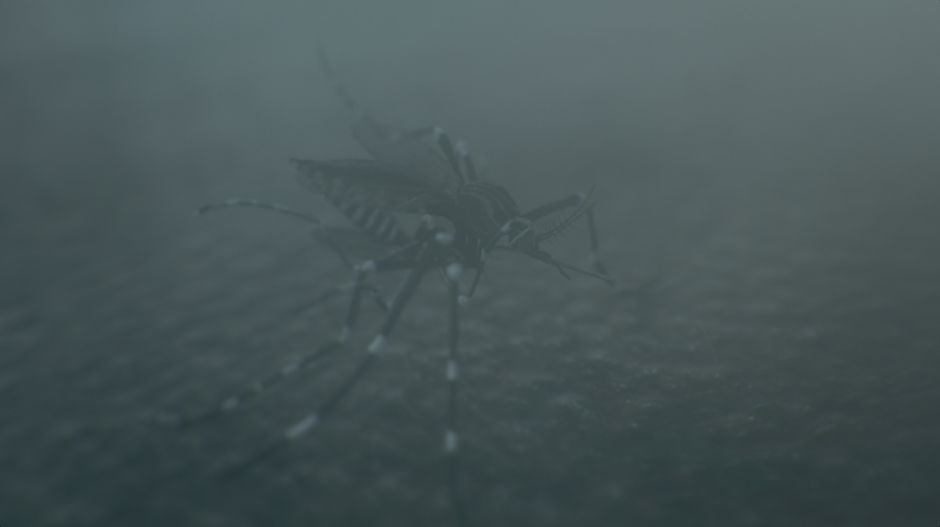 filmstill
